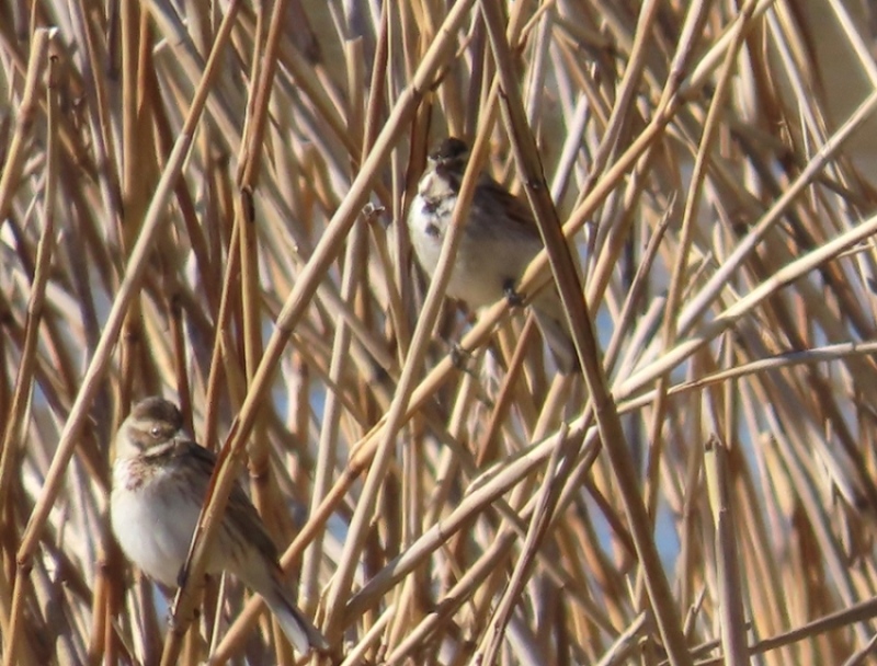 Reed Bunting